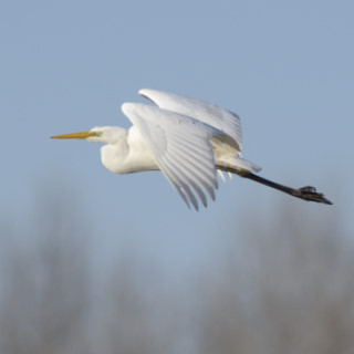 Airone bianco maggiore (Ardea alba)