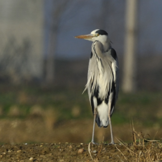 Airone cenerino (Ardea cinerea)