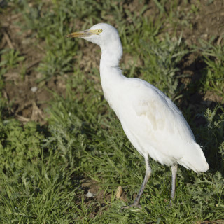 Airone guardabuoi (Bubulcus ibis)