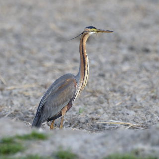 Airone rosso (Ardea purpurea)