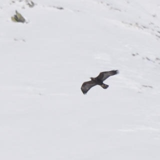 Aquila reale (Aquila chrysaetos)