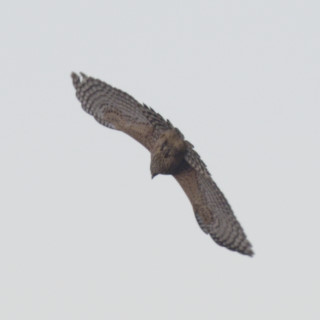 Astore (Accipiter gentilis)