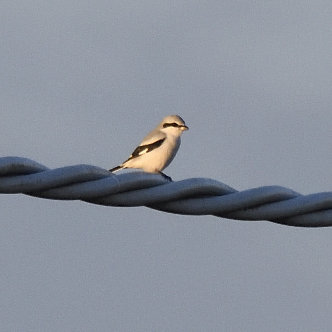 Averla maggiore (Lanius excubitor)