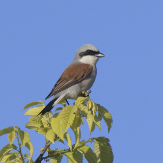 Averla piccola (Lanius collurio)