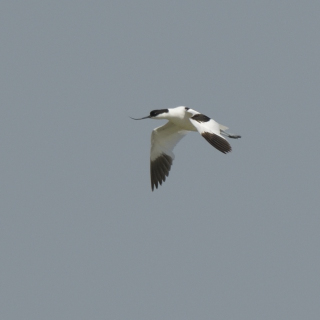 Avocetta (Recurvirostra avosetta)