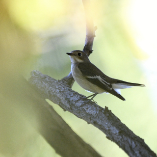 Balia nera (Ficedula hypoleuca)