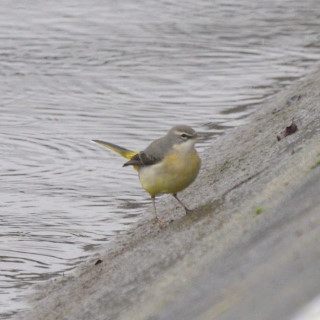 Ballerina gialla (Motacilla cinerea)