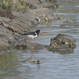 Beccaccia di mare (Haematopus ostralegus)