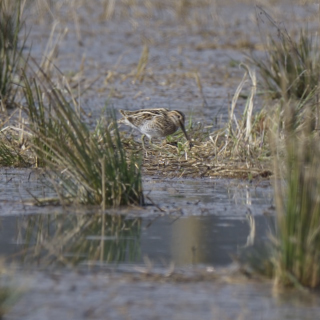 Beccaccino (Gallinago gallinago)