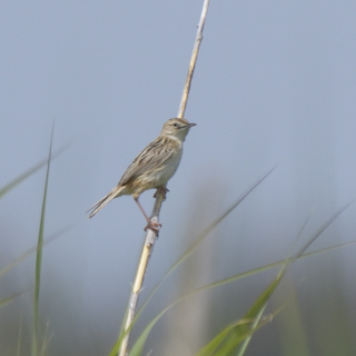 Beccamoschino (Cisticola juncidis)