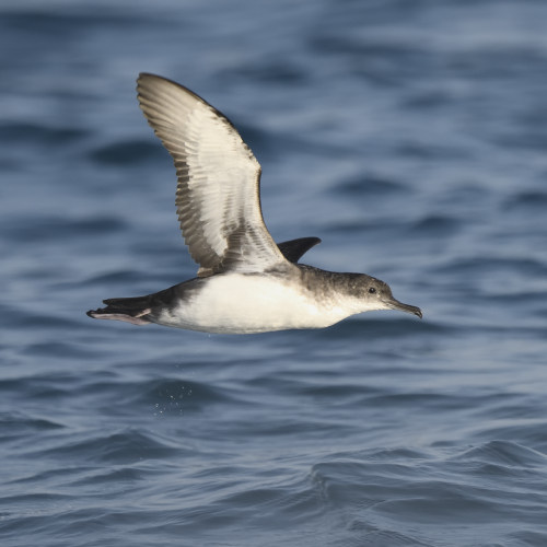 Berta minore (Puffinus yelkouan)