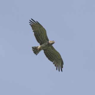 Biancone (Circaetus gallicus)