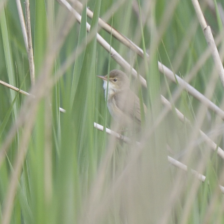 Cannaiola (Acrocephalus scirpaceus)