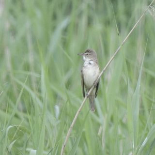 Cannareccione (Acrocephalus arundinaceus)