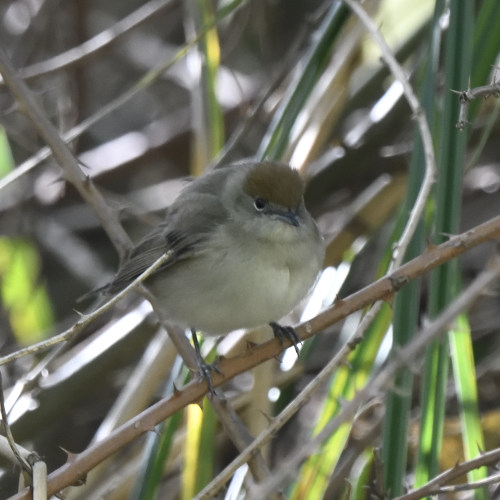 Capinera (Sylvia atricapilla)