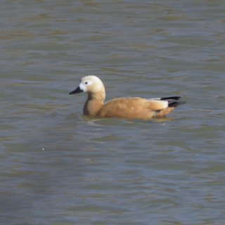 Casarca (Tadorna ferruginea)