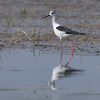 Cavaliere d'Italia (Himantopus himantopus)