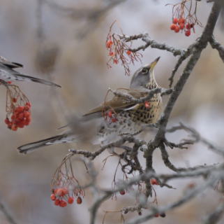 Cesena (Turdus pilaris)