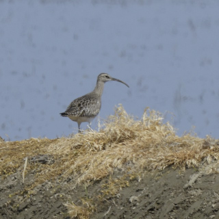 Chiurlo piccolo (Numenius phaeopus)