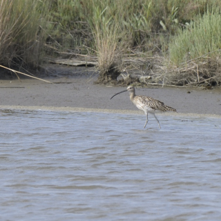 Chiurlo (Numenius arquata)