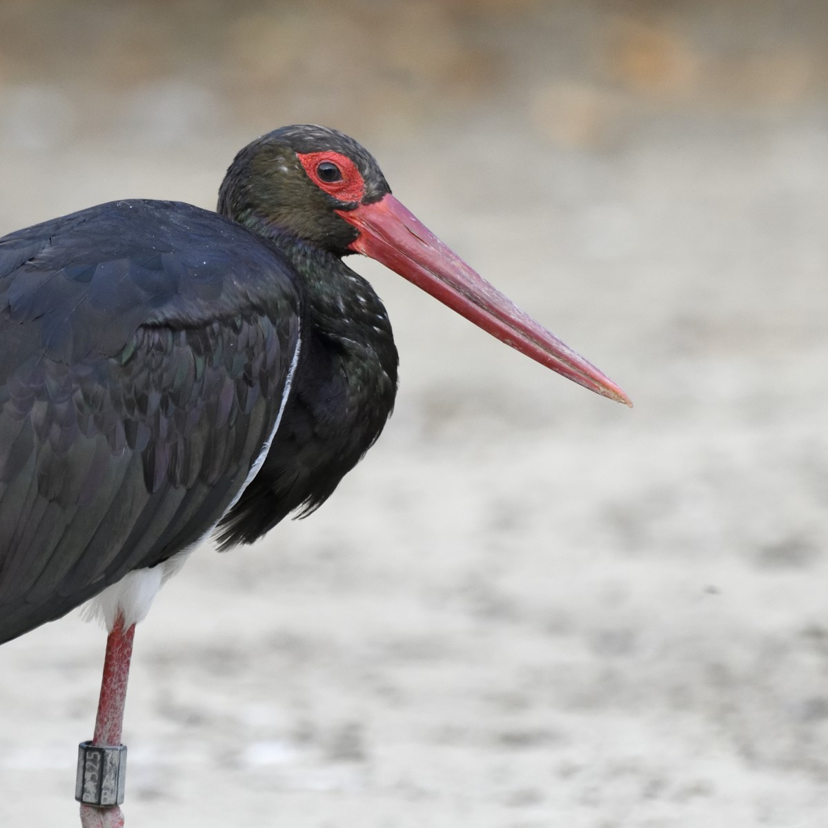 Cicogna nera (Ciconia nigra)