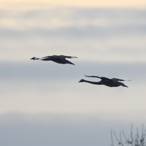 Cigno nero (Cygnus atratus)