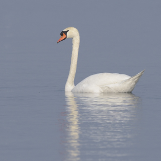 Cigno reale (Cygnus olor)