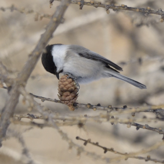 Cincia alpestre (Poecile montanus)