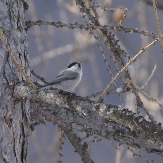 Cincia bigia (Poecile palustris)