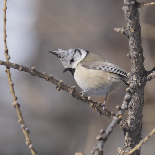 Cincia dal ciuffo (Lophophanes cristatus)