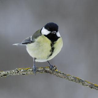 Cinciallegra (Parus major)