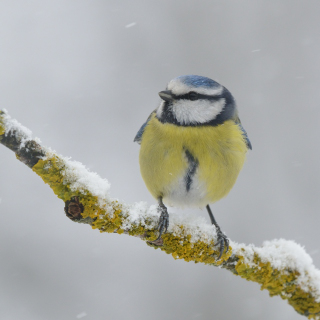 Cinciarella (Cyanistes caeruleus)