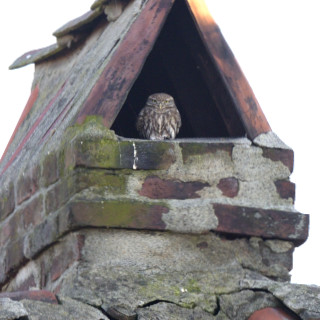 Civetta (Athene noctua)