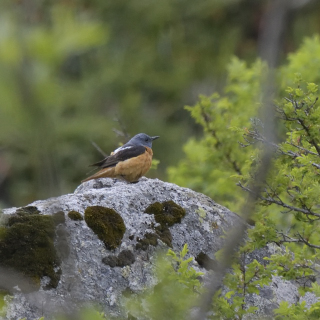 Codirossone (Monticola saxatilis)