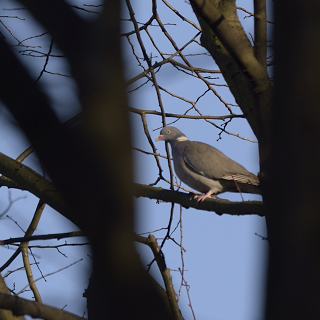 Colombaccio (Columba palumbus)