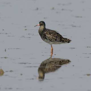 Combattente (Philomachus pugnax)