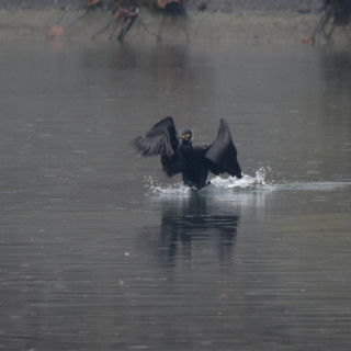 Cormorano (Phalacrocorax carbo)