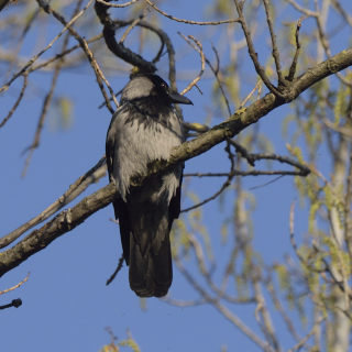 Cornacchia grigia (Corvus cornix)