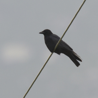 Cornacchia nera (Corvus corone)