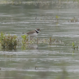 Corriere grosso (Charadrius hiaticula)