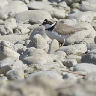 Corriere piccolo (Charadrius dubius)