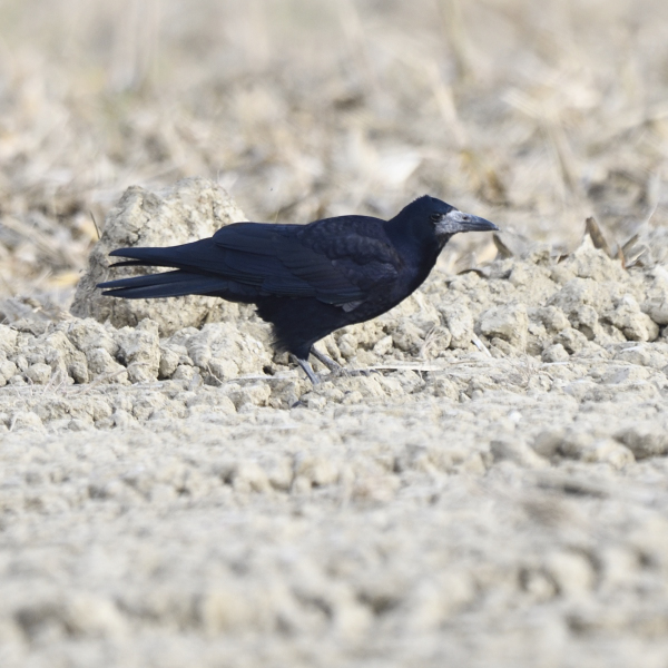 Corvo comune (Corvus frugilegus)