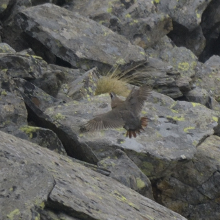 Coturnice (Alectoris graeca)