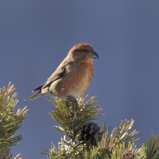 Crociere (Loxia curvirostra)