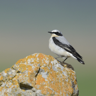 Culbianco (Oenanthe oenanthe)