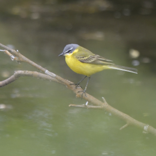 Cutrettola (Motacilla flava)