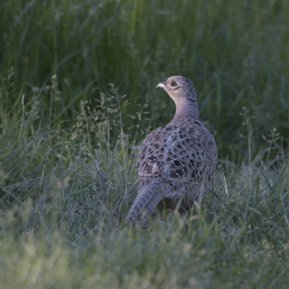 Fagiano (Phasianus colchicus)