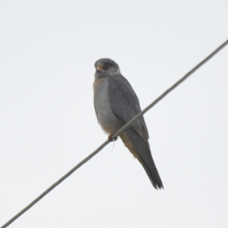 Falco cuculo (Falco vespertinus)