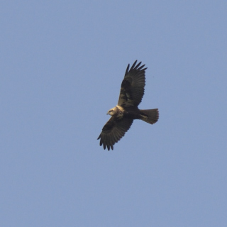 Falco di palude (Circus aeruginosus)