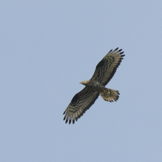 Falco pecchiaiolo (Pernis apivorus)